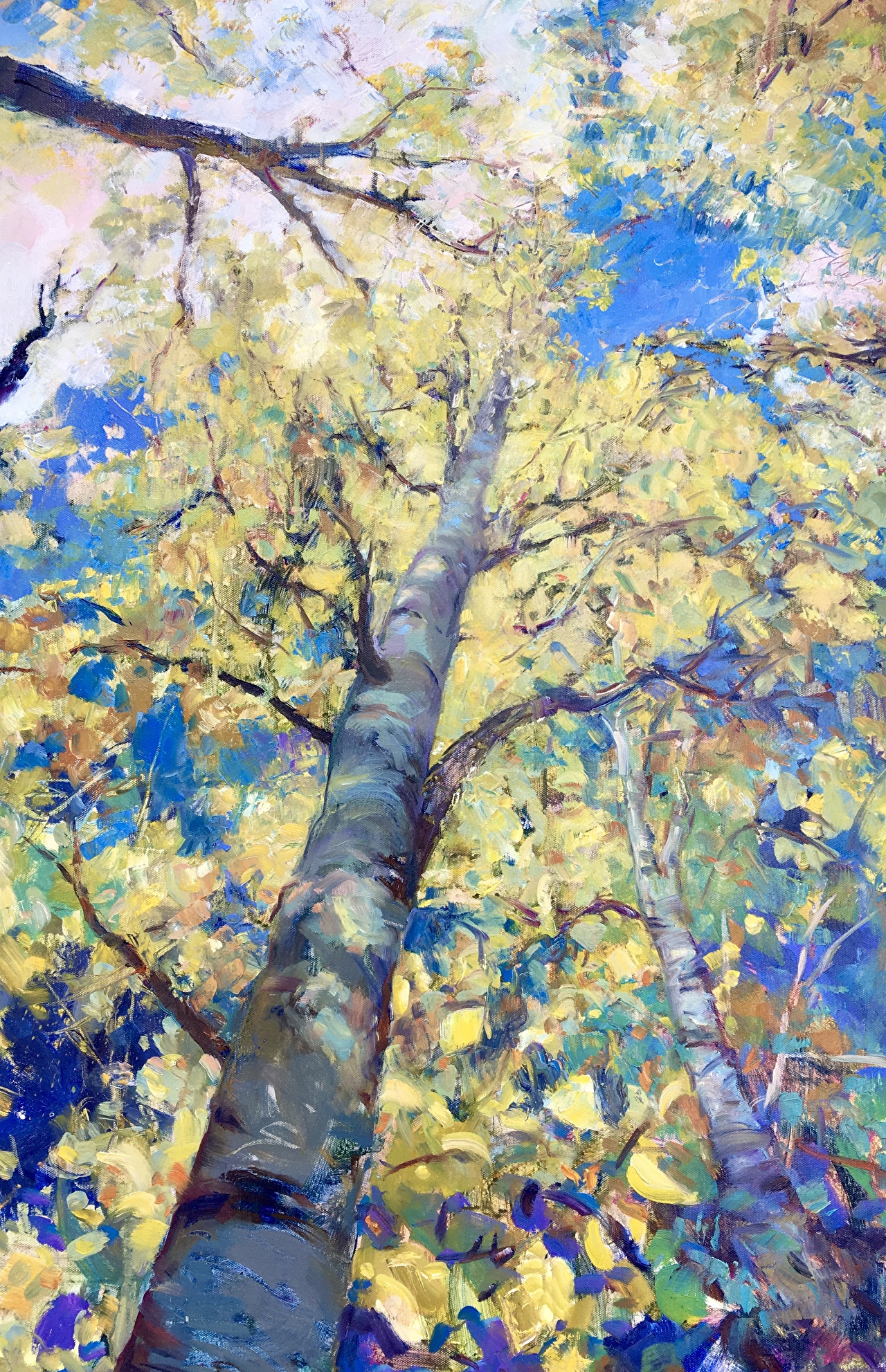 Looking Up by Catherine Elliott